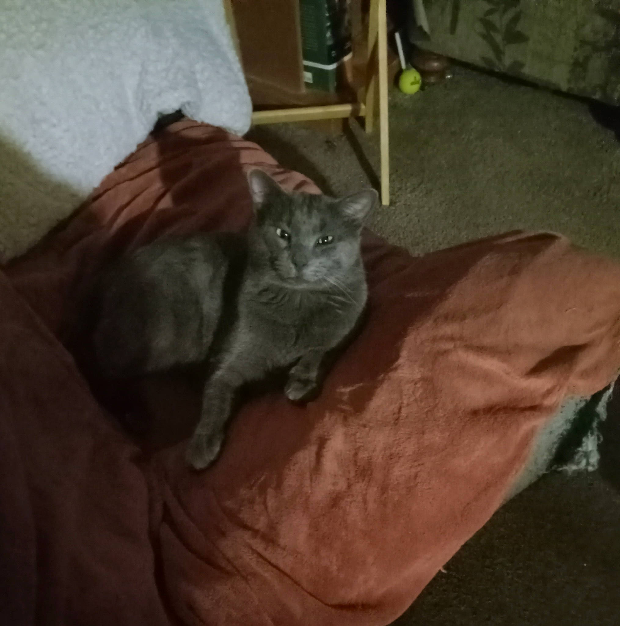 Church joined the competition — help win amazing prizes! black_cat, box, carnivore, cat, comfort, domestic_short_haired_cat, felidae, flooring, fur, grey, hardwood, russian_blue, small_to_medium_sized_cats, tail, terrestrial_animal, whiskers, wood