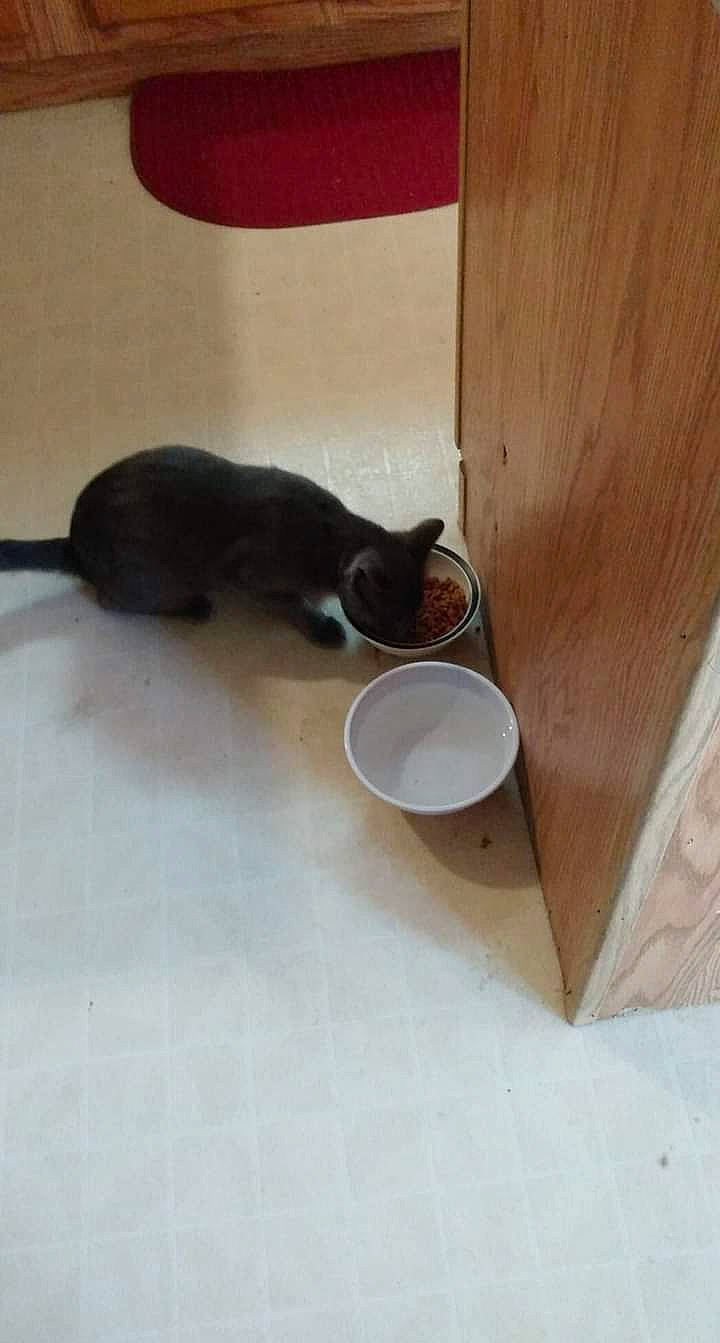 Church joined the competition — help win amazing prizes! black_cat, carnivore, cat, cat_supply, domestic_short_haired_cat, felidae, floor, flooring, hardwood, pet_supply, plywood, room, serveware, small_to_medium_sized_cats, tableware, tail, tile, whiskers, wood, wood_stain