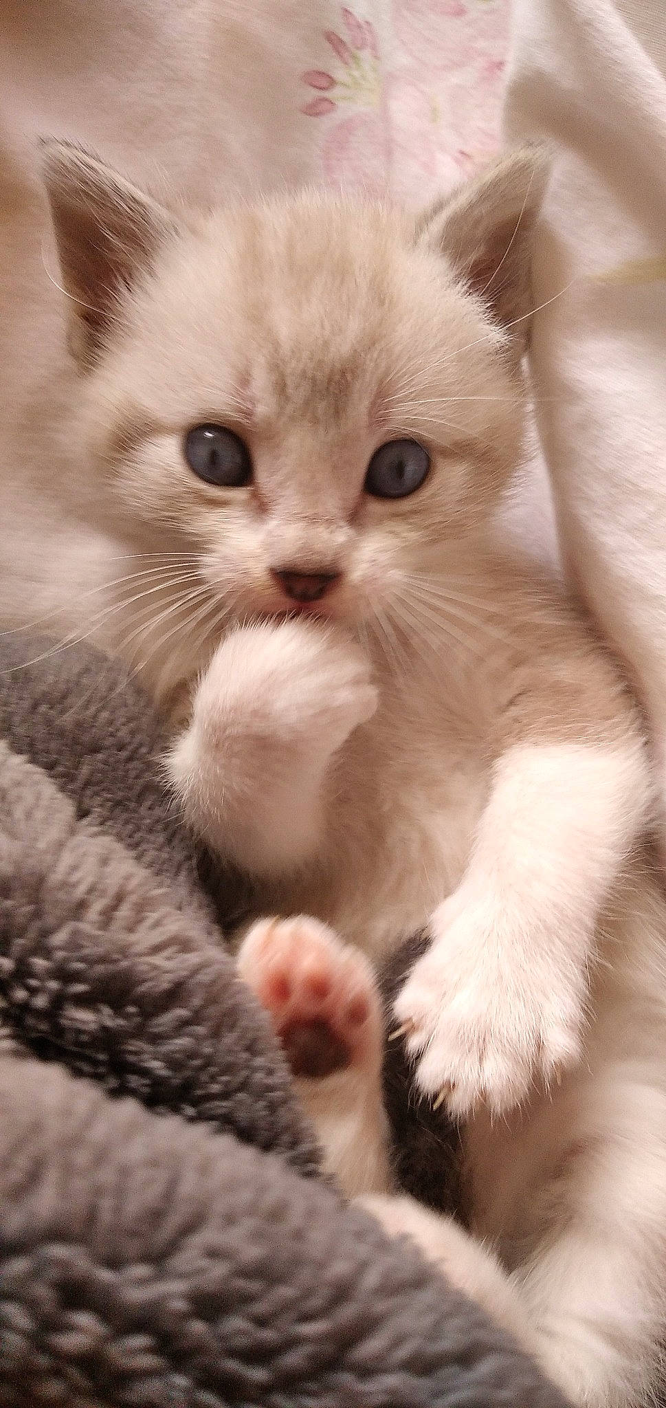 Loukoum a rejoint le concours — aidez-le/la à gagner de superbes lots ! balinese, carnivore, cat, claw, comfort, domestic_short_haired_cat, fawn, felidae, fur, gesture, nose, paw, small_to_medium_sized_cats, snout, thai, whiskers