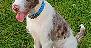 Elvis participe au concours pour gagner de l'argent avec cette photo : dog, outdoor, grass, pet, animal, collar, tongue_out, happy, sitting, nature, canine, greenery, daylight, playful, two_dogs, small_dog, medium_dog, fur, muzzle, ears
