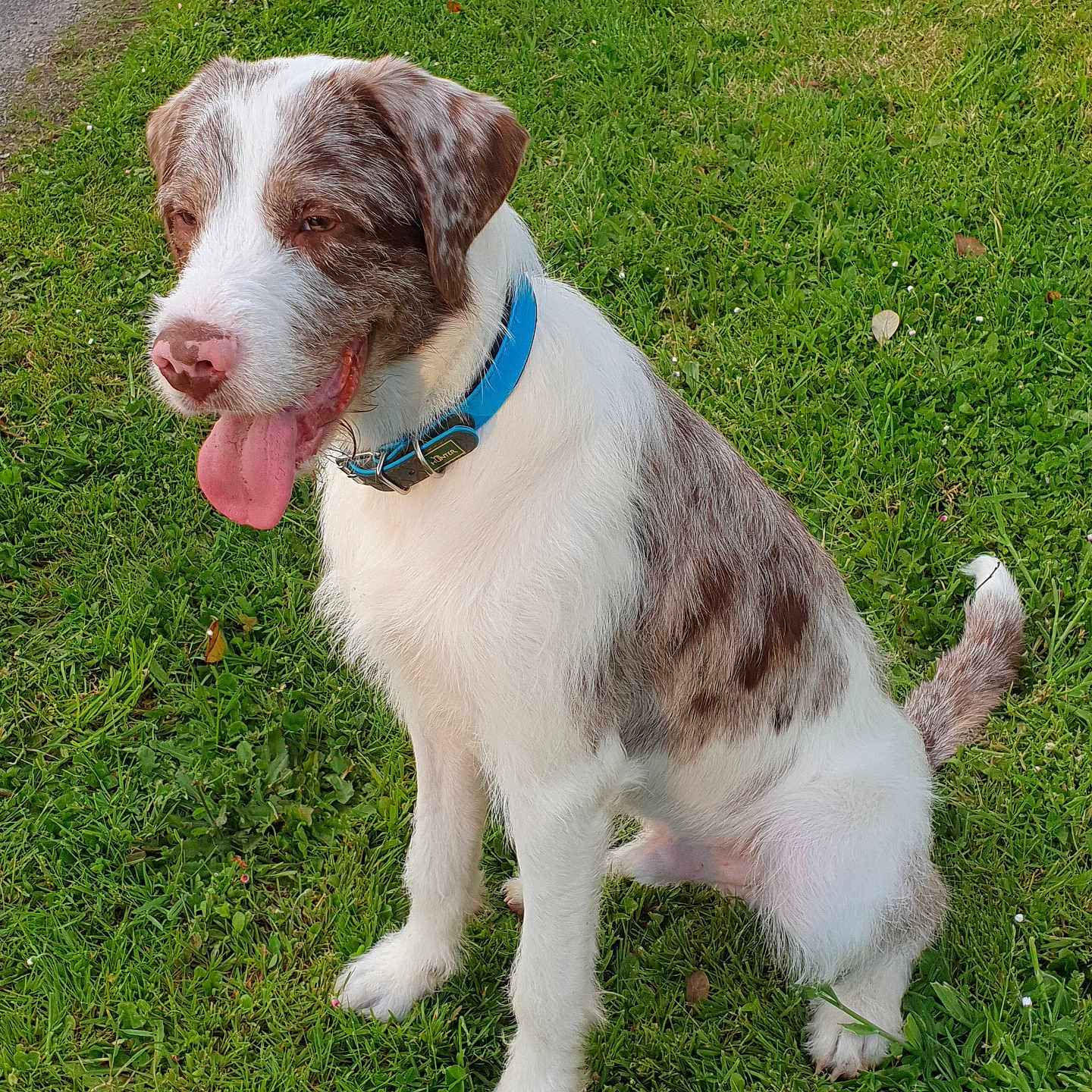 Elvis