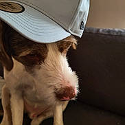 Elvis participe au concours pour gagner de l'argent avec cette photo : dog, pet, hat, cap, nyy, face, fur, brown, white, couch, indoor, animal, sitting, closeup, portrait, canine, headwear, comfortable, neutral_background, domestic