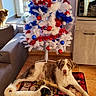 Elvis a rejoint le concours — aidez-le/la à gagner de superbes lots ! dog, cat, christmas_tree, holiday_decorations, indoor, couch, window, natural_light, floor_tiles, mat, ornaments, pet, curious, relaxed, furniture, living_room, white_tree, red_ornaments, blue_ornaments, animal