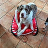 Elvis a rejoint le concours — aidez-le/la à gagner de superbes lots ! dog, pet_bed, tiled_floor, indoor, two_dogs, brown_and_white_dog, small_dog, curious, resting, looking_up, canine, companion, animal, domestic, floor_tiles, red_bed, white_fur, brown_fur, fur_pattern, cute