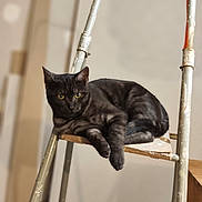 Thor a rejoint le concours — aidez-le/la à gagner de superbes lots ! animal, background_blur, black_cat, calm, cat, close_up, domestic_cat, feline, fur, household, indoor, ladder, looking, metal, pet, quiet, relaxed, resting, wooden_step, yellow_eyes