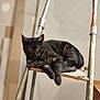 animal, background_blur, black_cat, calm, cat, close_up, domestic_cat, feline, fur, household, indoor, ladder, looking, metal, pet, quiet, relaxed, resting, wooden_step, yellow_eyes