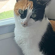 Padme joined the competition — help win amazing prizes! cat, calico_cat, pet, animal, fur, whiskers, ears, window, daylight, indoor, closeup, face, eyes, curious, white_fur, black_fur, orange_fur, sitting, domestic_cat, portrait