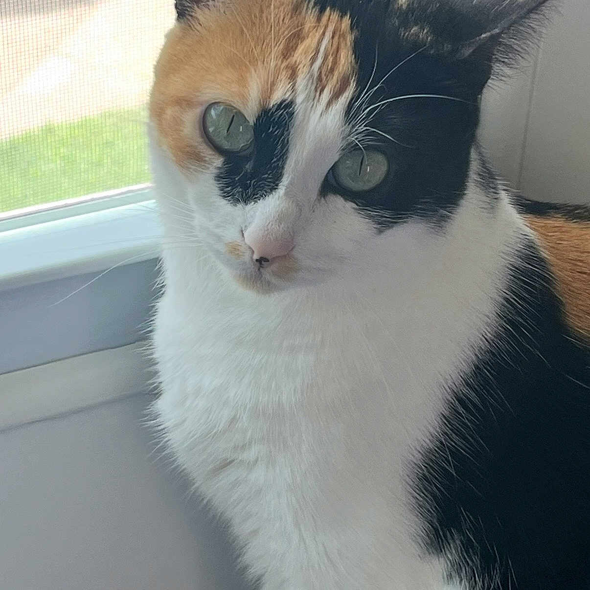 Padme joined the competition — help win amazing prizes! cat, calico_cat, pet, animal, fur, whiskers, ears, window, daylight, indoor, closeup, face, eyes, curious, white_fur, black_fur, orange_fur, sitting, domestic_cat, portrait