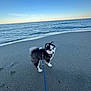 dog, puppy, husky, beach, sand, ocean, sea, waves, leash, pet, fur, paws, paw_prints, horizon, sky, blue_sky, water, coastline, shoreline, outdoors