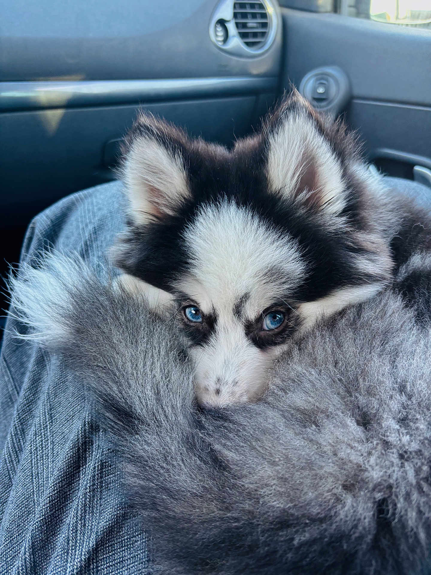Rio a rejoint le concours — aidez-le/la à gagner de superbes lots ! dog, puppy, husky, blue_eyes, fluffy_fur, tail, ears, pet, animal, close_up, portrait, car_interior, dashboard, seat, lap, snuggling, relaxed, face, nose, whiskers