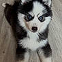 Rio participe au concours pour gagner de l'argent avec cette photo : puppy, husky, dog, blue_eyes, fluffy, fur, black_and_white, siberian_husky, pet, portrait, cute, indoors, wood_floor, lying_down, front_paws, ears, nose, young_animal, canine, close_up