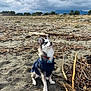 Rio a rejoint le concours — aidez-le/la à gagner de superbes lots ! dog, puppy, husky, blue_jacket, harness, collar, id_tag, beach, sand, driftwood, sticks, cloudy_sky, clouds, stormy, mountains, trees, outdoors, pet, small_dog, sitting