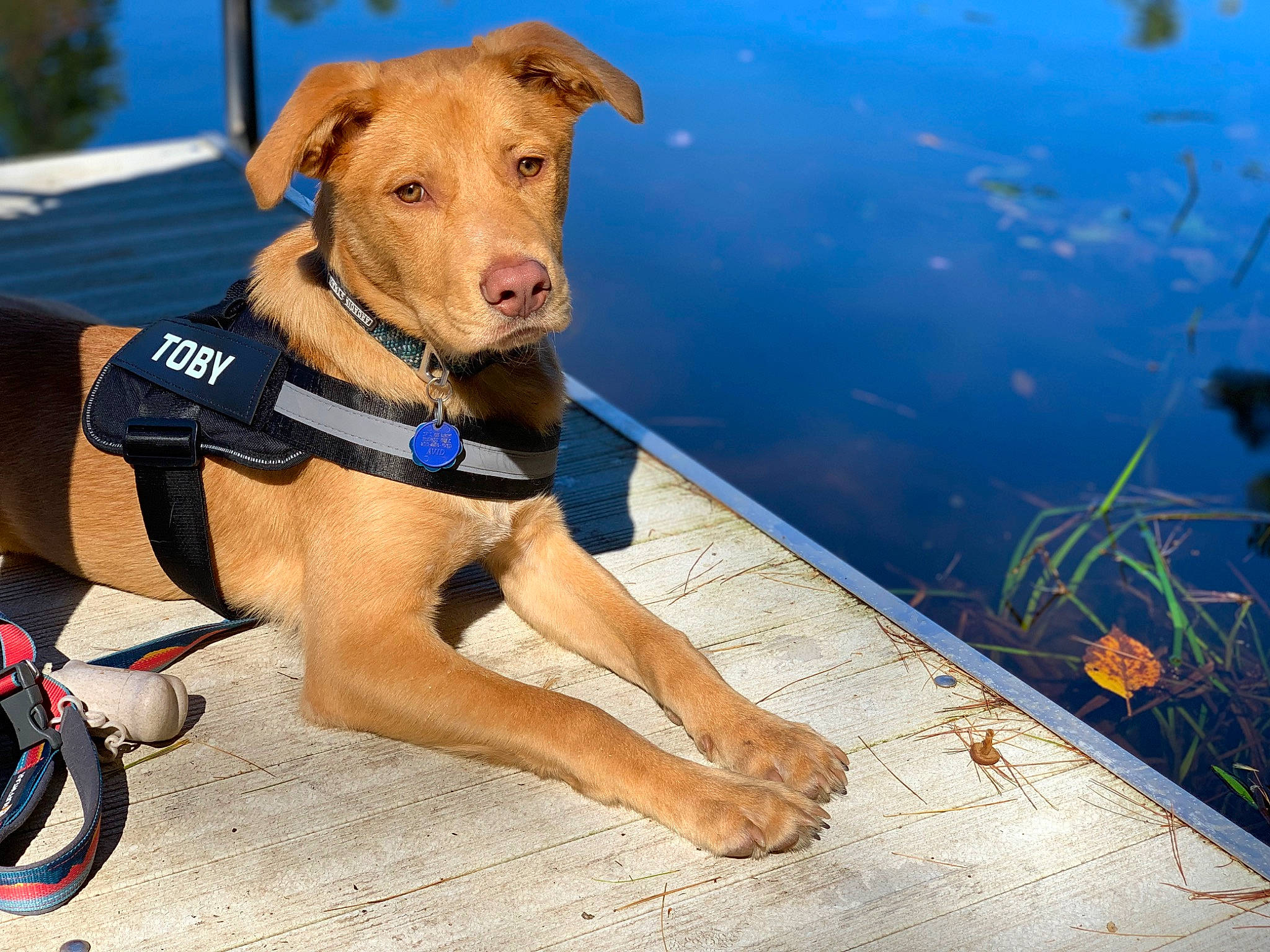 Toby is registered to the contest to win money with this photo: canidae, carnivore, collar, companion_dog, dog, dog_breed, dog_collar, dog_supply, electric_blue, fawn, foot, lake, leisure, personal_protective_equipment, pet_supply, plant, sporting_group, water, working_animal, working_dog