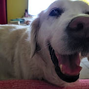 Lexi participe au concours pour gagner de l'argent avec cette photo : animal, blurred_background, canine, close_up, companion, dog, domestic_animal, friendly, fur, furniture, happy, indoor, mouth_open, nose, pet, smiling, tile_floor, tongue, white_dog, window