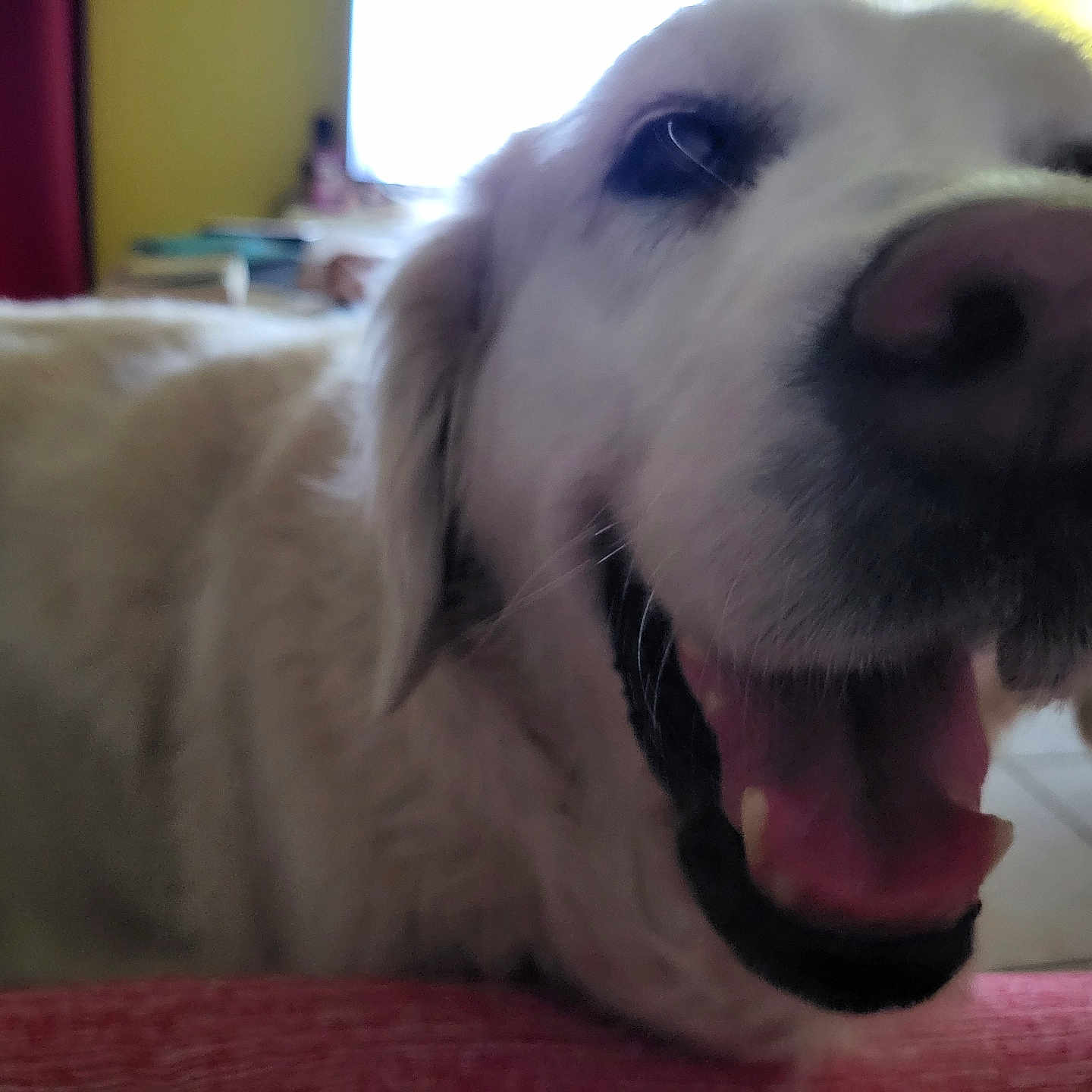 Lexi participe au concours pour gagner de l'argent avec cette photo : animal, blurred_background, canine, close_up, companion, dog, domestic_animal, friendly, fur, furniture, happy, indoor, mouth_open, nose, pet, smiling, tile_floor, tongue, white_dog, window