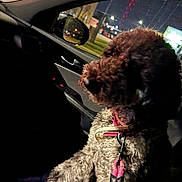 Roxie joined the competition — help win amazing prizes! dog, curly_fur, pet, car_interior, night, leash, collar, window, city_lights, side_mirror, dark, reflection, vehicle, seat, canine, domestic_animal, transportation, travel, urban, fur