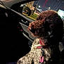 dog, curly_fur, pet, car_interior, night, leash, collar, window, city_lights, side_mirror, dark, reflection, vehicle, seat, canine, domestic_animal, transportation, travel, urban, fur