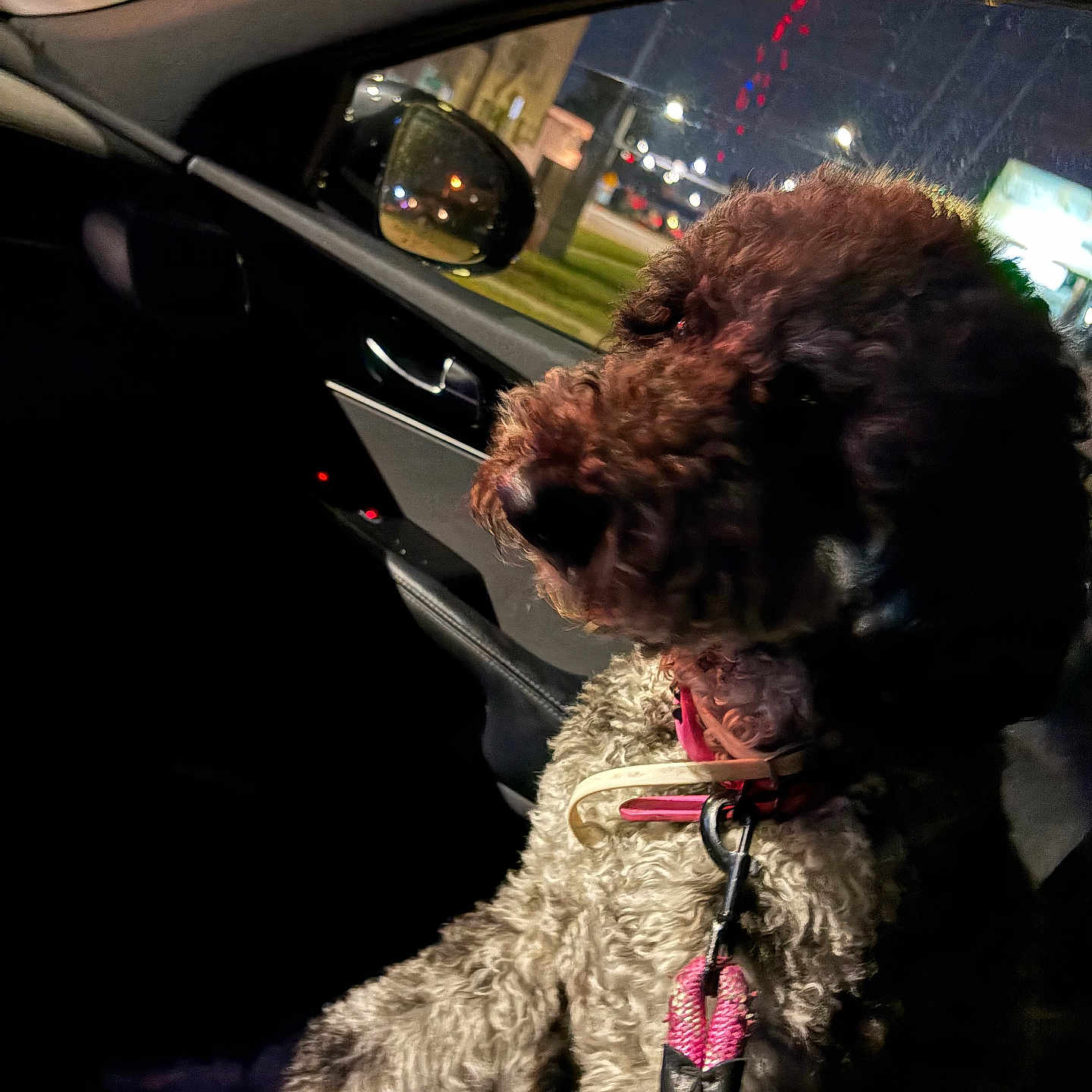 Roxie joined the competition — help win amazing prizes! canine, car_interior, city_lights, collar, curly_fur, dark, dog, domestic_animal, fur, leash, night, pet, reflection, seat, side_mirror, transportation, travel, urban, vehicle, window