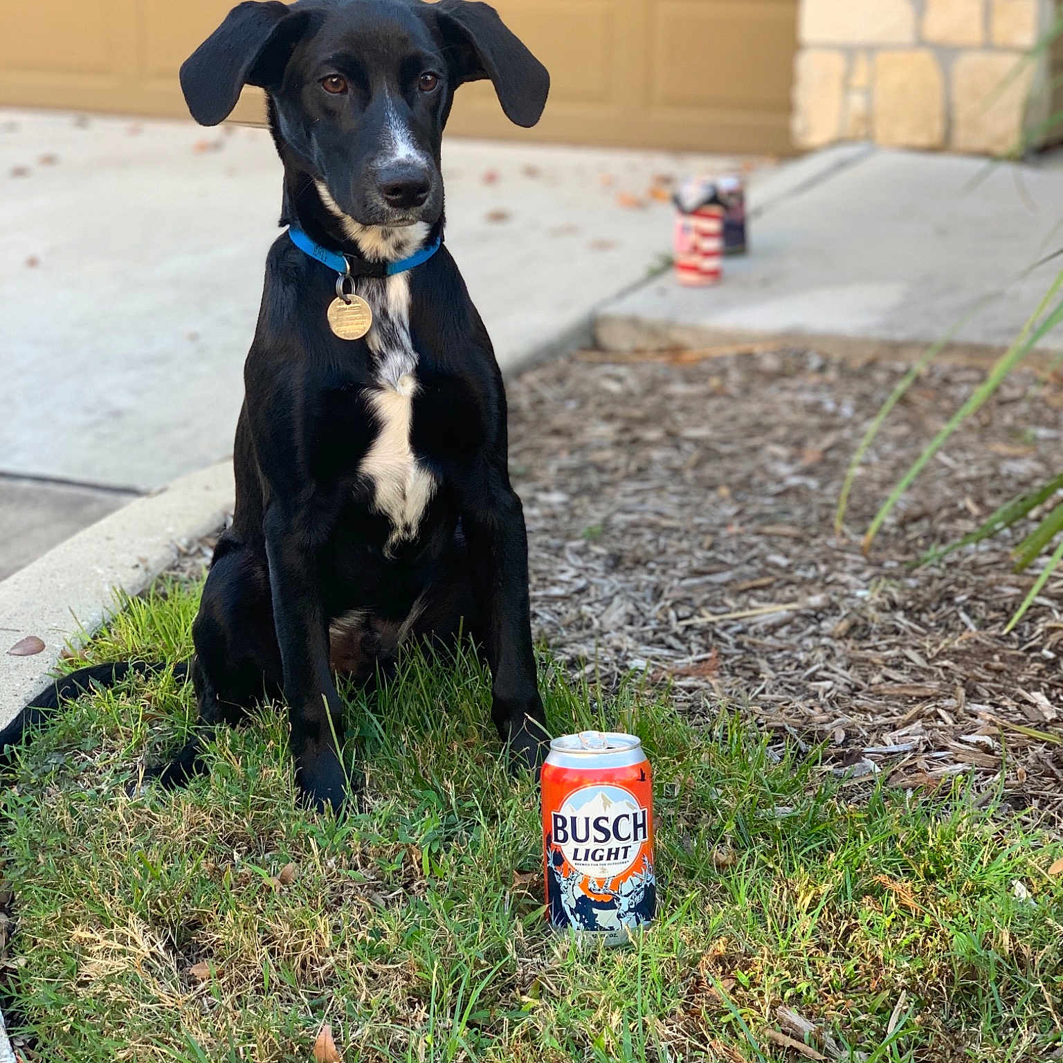 Busch is registered to the contest to win money with this photo: canidae, carnivore, companion_dog, dog, dog_breed, grass, guard_dog, lurcher, patterdale_terrier, puppy, sporting_group, tail, working_dog