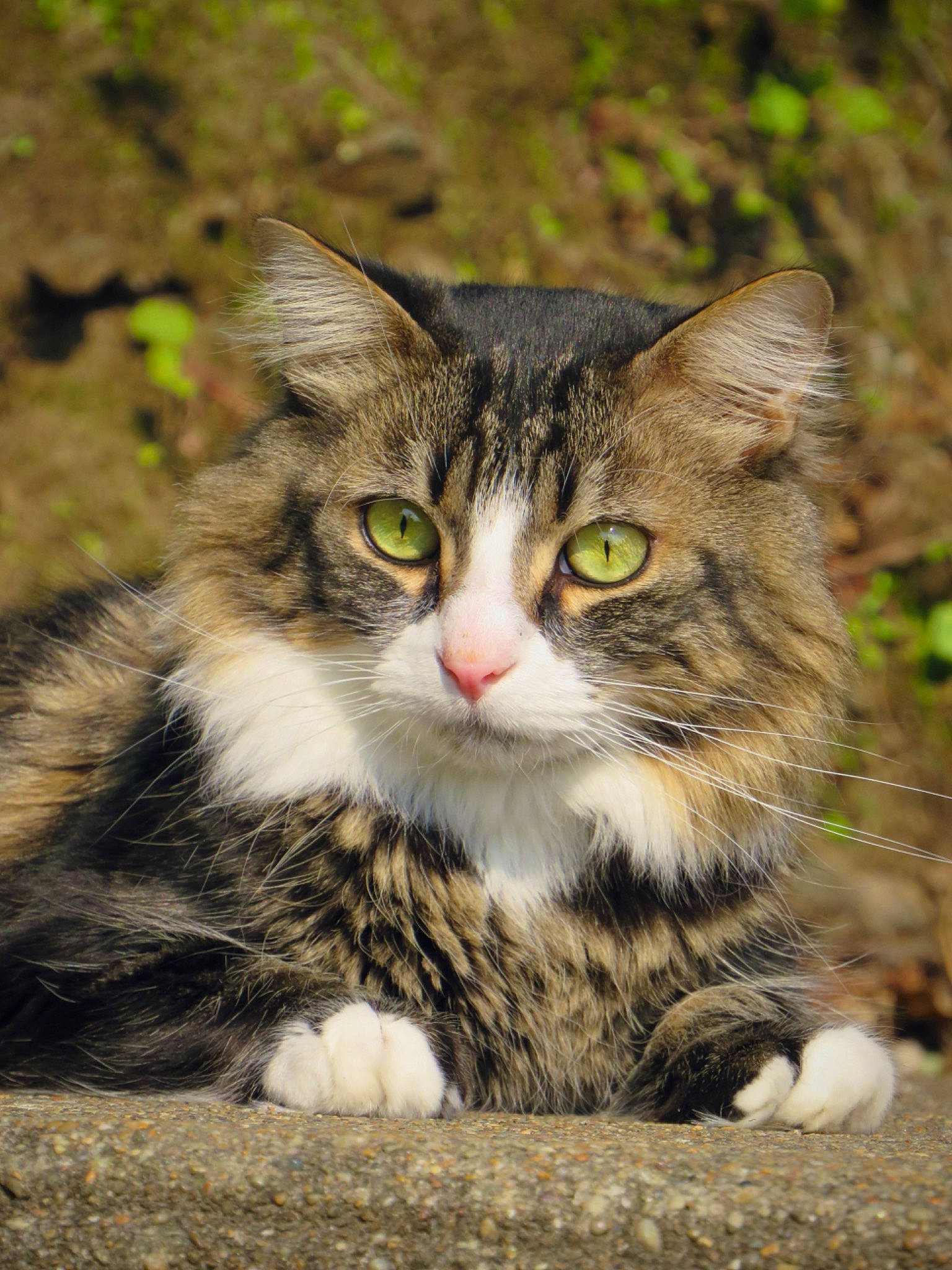 Shun Gon a rejoint le concours — aidez-le/la à gagner de superbes lots ! carnivore, cat, domestic_short_haired_cat, felidae, fur, grass, paw, photo_caption, plant, small_to_medium_sized_cats, snout, terrestrial_animal, tree, whiskers, wildlife