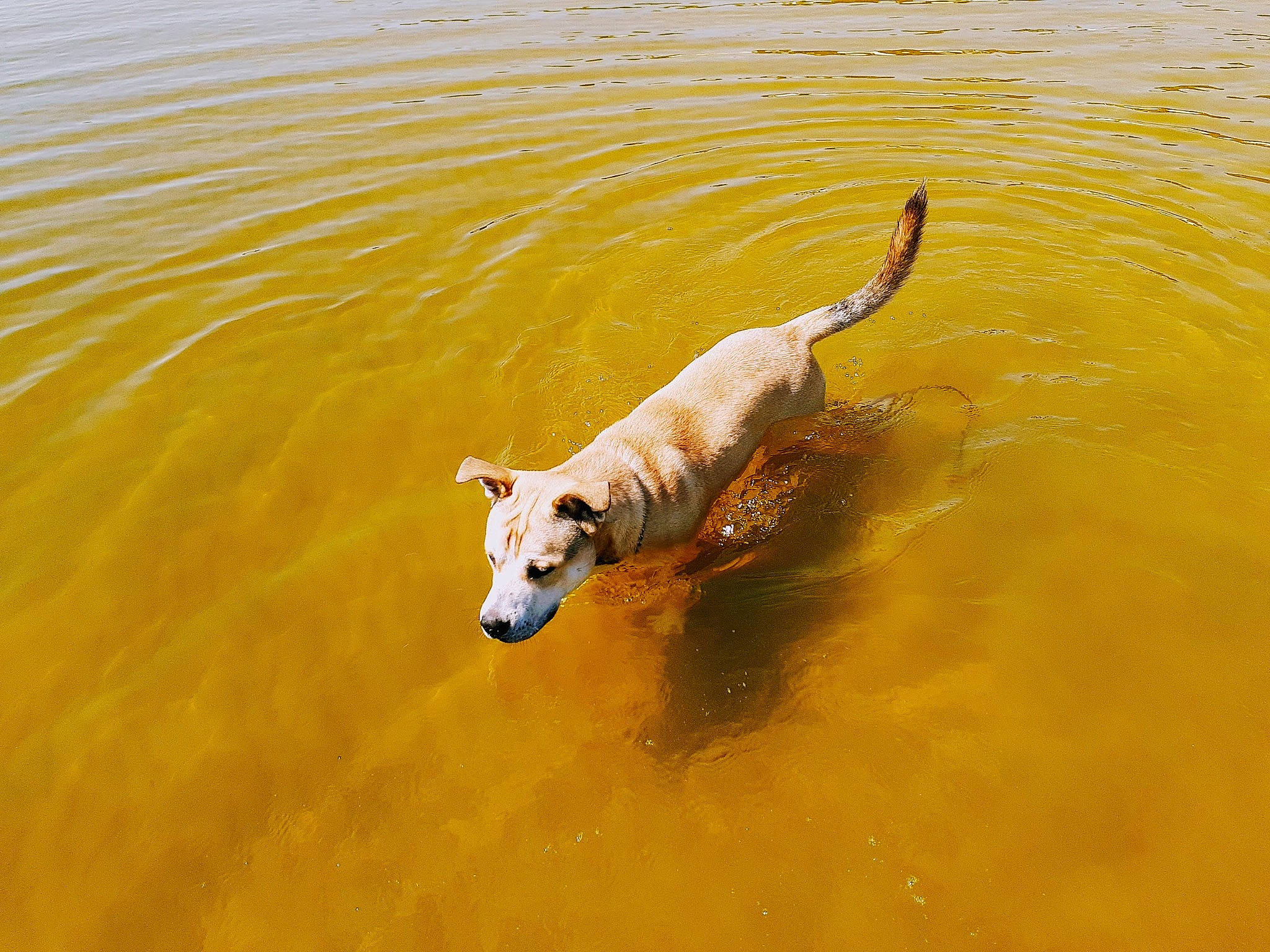 Coon joined the competition — help win amazing prizes! canidae, carnivore, companion_dog, dog, dog_breed, fawn, golden_retriever, grass, guard_dog, lake, landscape, liquid, mammal, recreation, snout, sporting_group, tail, terrestrial_animal, water, working_animal