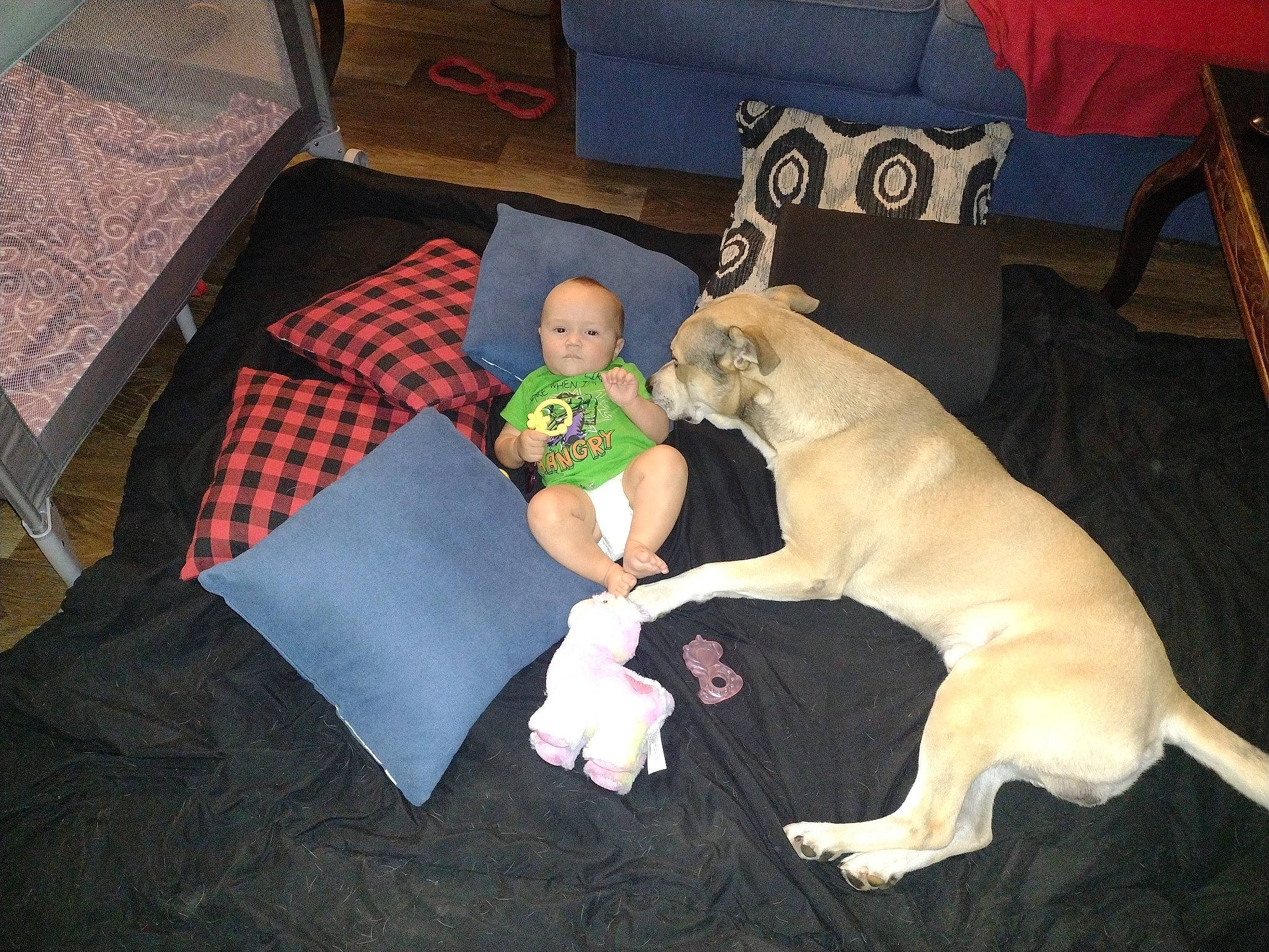 Coon joined the competition — help win amazing prizes! baby, canidae, carnivore, child, comfort, companion_dog, couch, dog, dog_breed, fawn, fun, lap, room, sitting, sporting_group, tail, toddler, toy_dog, vertebrate, working_animal