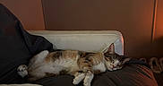 Honey is registered to the contest to win money with this photo: cat, sleeping, couch, blanket, indoor, cozy, feline, resting, pet, warm_light, home, relaxation, furniture, animal, domestic, quiet, comfortable, soft, calm, peaceful
