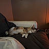 cat, sleeping, couch, blanket, indoor, cozy, feline, resting, pet, warm_light, home, relaxation, furniture, animal, domestic, quiet, comfortable, soft, calm, peaceful