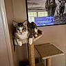 cat, tabby_cat, cat_tree, perch, indoor, wall, framed_picture, longhorn_cattle, carpeted, pet, animal, feline, looking, relaxed, window_reflection, screen, text_reflection, home, cozy, curious