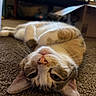 cat, pet, indoor, carpet, upside_down, relaxed, fur, whiskers, nose, ears, home, cardboard_box, furniture, closeup, animal, cute, lying_down, domestic, cozy, soft_lighting