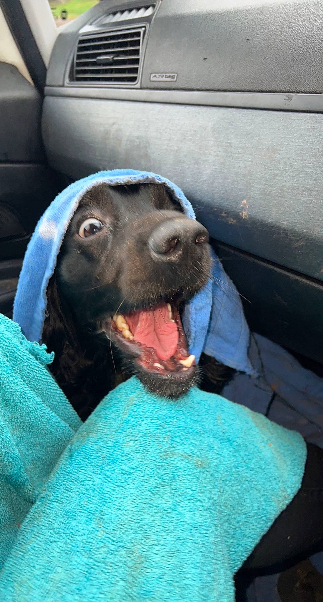 Luna joined the competition — help win amazing prizes! automotive_exterior, canidae, carnivore, comfort, companion_dog, dog, dog_breed, electric_blue, fang, fawn, fur, guard_dog, jaw, liver, retriever, sporting_group, vehicle_door, whiskers, working_animal, yawn