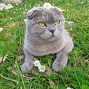 Olivka participe au concours pour gagner de l'argent avec cette photo : animal, cat, closeup, cute, daisy, flower, fluffy, grass, gray_cat, greenery, headwear, leaf, nature, outdoor, pet, relaxed, scottish_fold, spring, wildflower, yellow_eyes