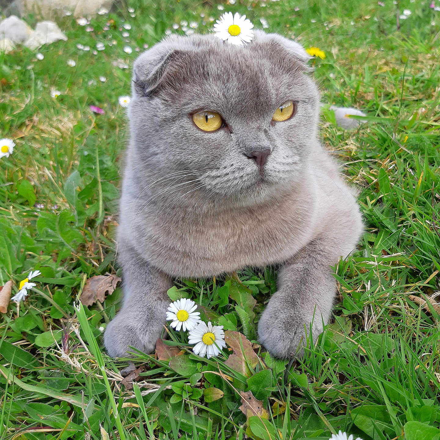Olivka