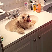 Bella joined the competition — help win amazing prizes! bathing, bathroom, bathroom_accessory, bathroom_sink, bathtub, carnivore, companion_dog, dog, floor, flooring, fluid, gas, interior_design, personal_care, plumbing, plumbing_fixture, room, sink, soap_dispenser, tap