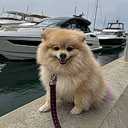 Gizmo is registered to the contest to win money with this photo: dog, pomeranian, leash, dock, marina, boats, water, cloudy_sky, fluffy, pet, animal, outdoor, smiling, small_dog, concrete, yacht, happy, sitting, fur, tail