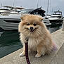 dog, pomeranian, leash, dock, marina, boats, water, cloudy_sky, fluffy, pet, animal, outdoor, smiling, small_dog, concrete, yacht, happy, sitting, fur, tail