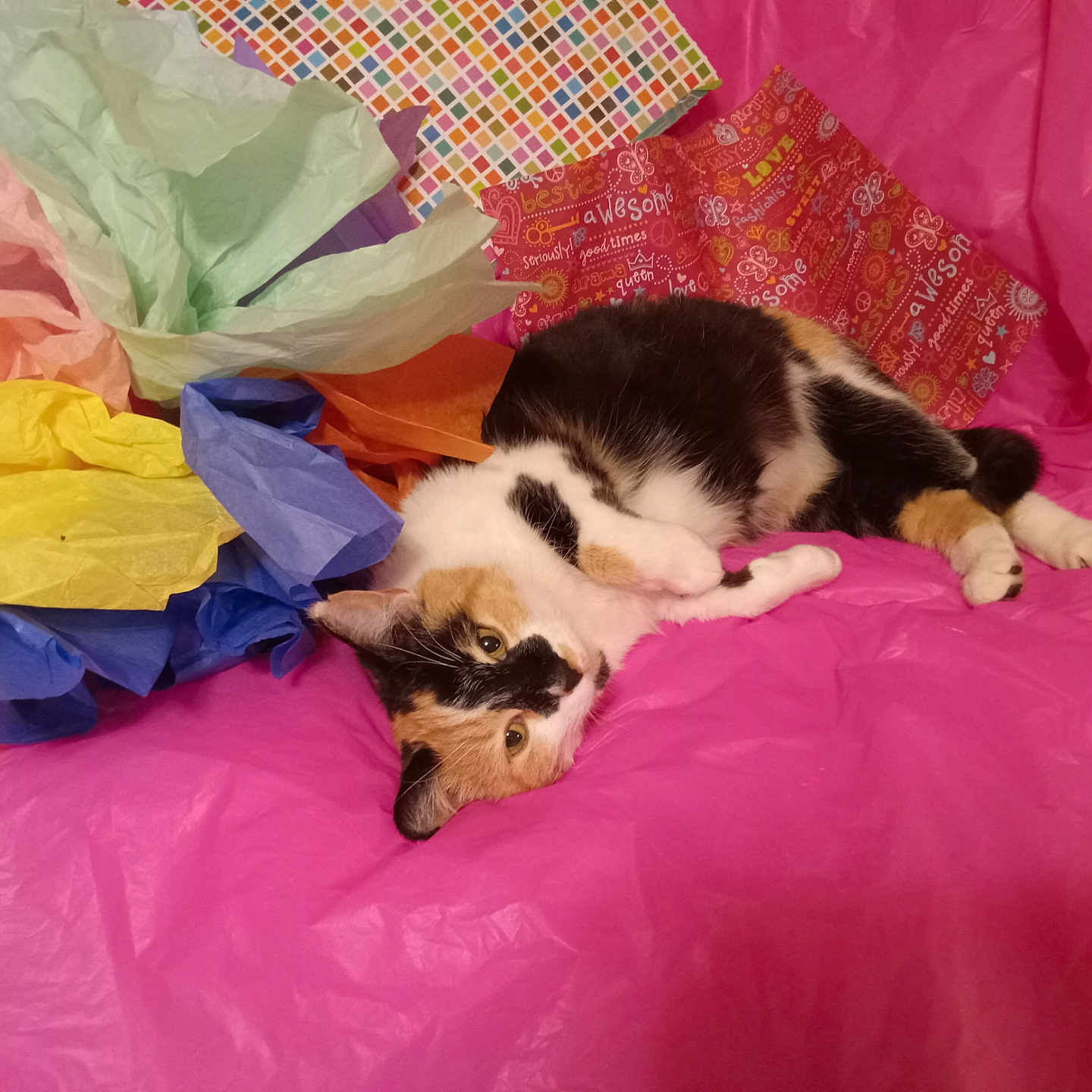 Talula Falanderbelt joined the competition — help win amazing prizes! abyssinian, animal, art, bag, blanket, canine, cat, couch, dog, furniture, kitten, manx, origami, paper, person, pet, plastic, plasticbag, puppy, towel