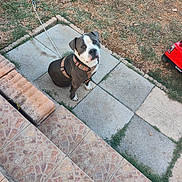 Nops participe au concours pour gagner de l'argent avec cette photo : animal, black_and_white, canine, concrete, dog, garden, grass, harness, leash, looking_at_camera, outdoor, patio, paving_stones, pet, portrait, red_toy_vehicle, short_hair, sitting, steps, yard