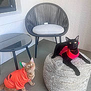 Boopumpkin joined the competition — help win amazing prizes! balcony, black_cat, cat, collar, concrete_floor, costume, cute, halloween_costume, looking_up, lounging, orange_cat, patio, pet, pouf, pumpkin_costume, red_bandana, round_chair, side_table, whiskers, woven_pouf