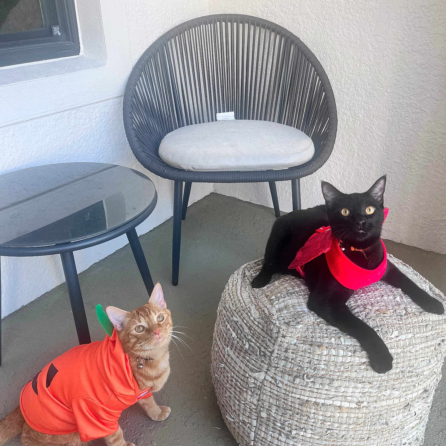 Boopumpkin joined the competition — help win amazing prizes! balcony, black_cat, cat, collar, concrete_floor, costume, cute, halloween_costume, looking_up, lounging, orange_cat, patio, pet, pouf, pumpkin_costume, red_bandana, round_chair, side_table, whiskers, woven_pouf