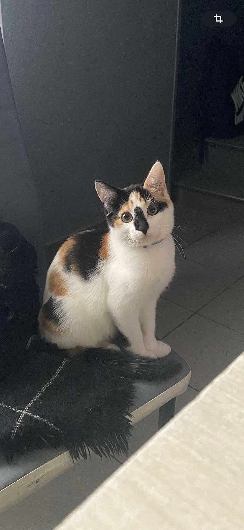 Nala participe au concours pour gagner de l'argent avec cette photo : cat, calico_cat, indoor, bench, pet, animal, feline, sitting, curious, fur, white, black, orange, eyes, floor, tile_floor, furniture, domestic_animal, collar, quiet