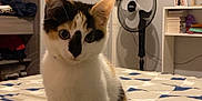 Nala participe au concours pour gagner de l'argent avec cette photo : cat, kitten, calico, bed, blanket, leg, room, fan, bookshelf, photos, wall, door, indoor, furniture, pet, curious, sitting, cozy, pattern, home