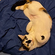Nala participe au concours pour gagner de l'argent avec cette photo : cat, calico, pet, animal, feline, cute, lying_down, blanket, bed, cozy, indoor, resting, fur, whiskers, ears, eyes, tail, comfort, soft, relaxed