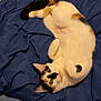 cat, calico, pet, animal, feline, cute, lying_down, blanket, bed, cozy, indoor, resting, fur, whiskers, ears, eyes, tail, comfort, soft, relaxed