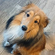 Akéla a rejoint le concours — aidez-le/la à gagner de superbes lots ! dog, shetland_sheepdog, pet, animal, fur, fluffy, looking_up, wooden_floor, indoor, cute, canine, mammal, companion, adorable, brown, white, black, portrait, domestic_animal, curious