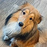 dog, shetland_sheepdog, pet, animal, fur, fluffy, looking_up, wooden_floor, indoor, cute, canine, mammal, companion, adorable, brown, white, black, portrait, domestic_animal, curious