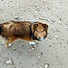 dog, beach, sand, rocks, outdoor, animal, pet, fur, brown, white, canine, curious, nature, walking, daytime, looking_up, standing, ground, earth, alone