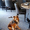 dog, shetland_sheepdog, carpet, chair, table, dining_room, indoor, pet, furniture, floor, canine, animal, seated, looking, calm, cozy, modern, patterned, waiting, well_groomed