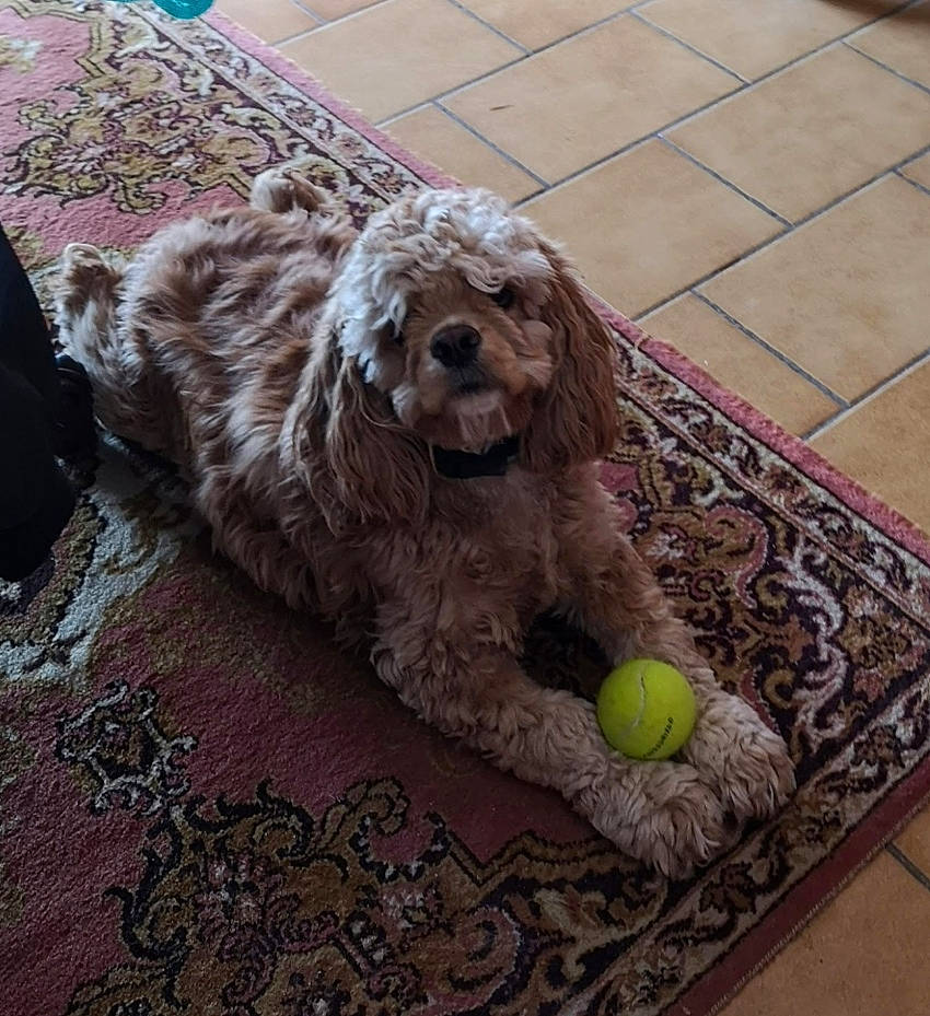 Nicky a rejoint le concours — aidez-le/la à gagner de superbes lots ! ball, canidae, carnivore, companion_dog, dog, dog_breed, dog_collar, dog_supply, flooring, labradoodle, liver, poodle, snout, spaniel, sporting_group, tennis_ball, terrier, toy_dog, water_dog, working_animal