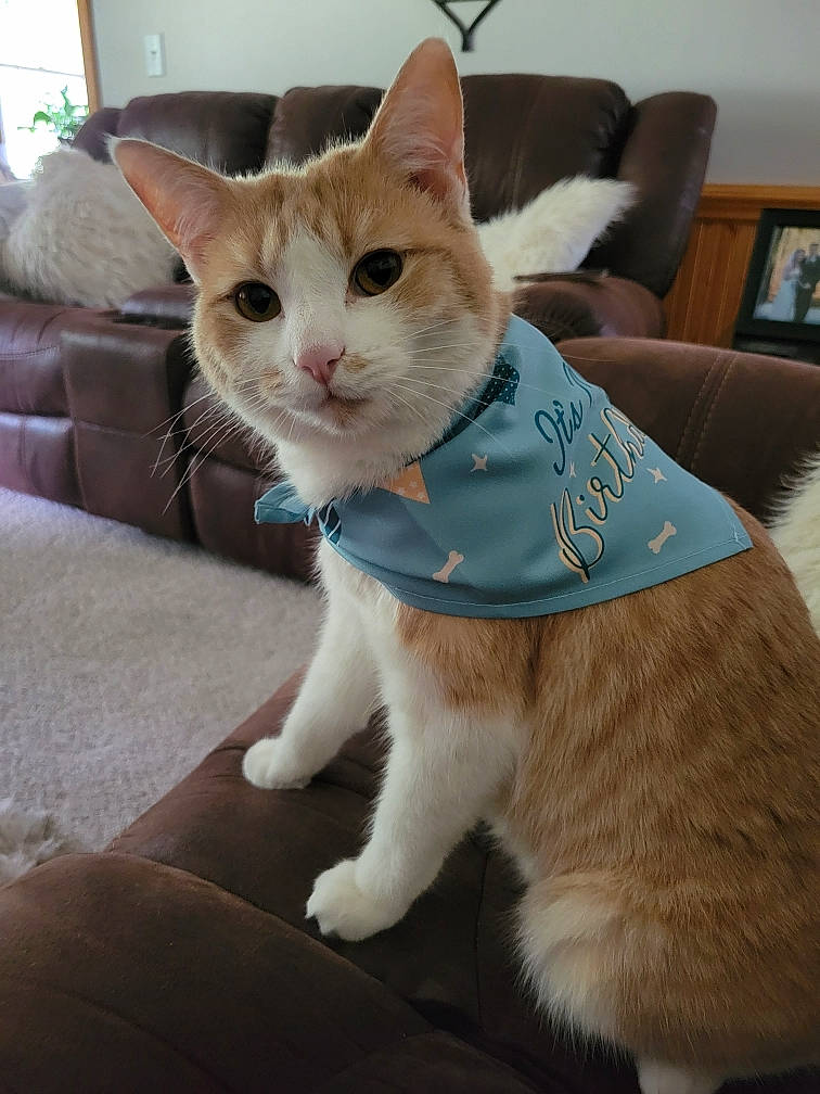 Kidd is registered to the contest to win money with this photo: bookcase, carnivore, cat, cat_supply, claw, collar, comfort, domestic_short_haired_cat, fawn, felidae, fur, paw, pet_supply, shelf, shelving, sitting, small_to_medium_sized_cats, snout, tail, whiskers